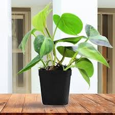 Philodendron Brazil